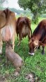 Pig Thinks She's A Baby Cow