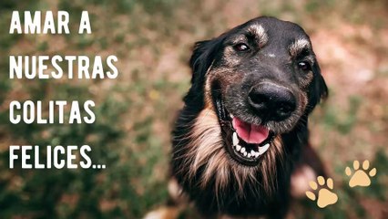 La importancia de las mascotas en nuestra vida y salud