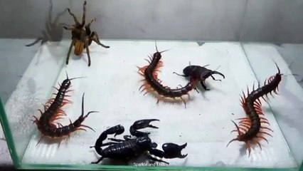Scorpion Tarantula Centipede Black Titan Bug