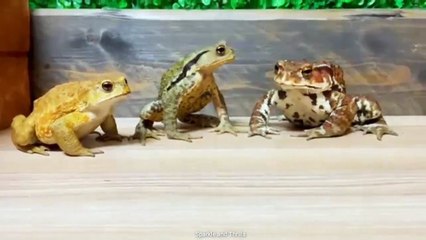 Frog Faces like a demon Lesner, Don & Pooh on Food