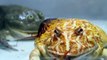 Pacman Frog Crazy Frog Centipede