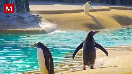 Pingüino al mando de fuerzas armadas en Noruega