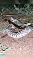 Dangerous Fight Reptiles