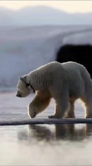 Polar Bear Walk In Ice