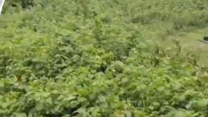 ఏలూరు జిల్లా: అల్పపీడనం ఎఫెక్ట్.. విస్తారంగా వర్షాలు