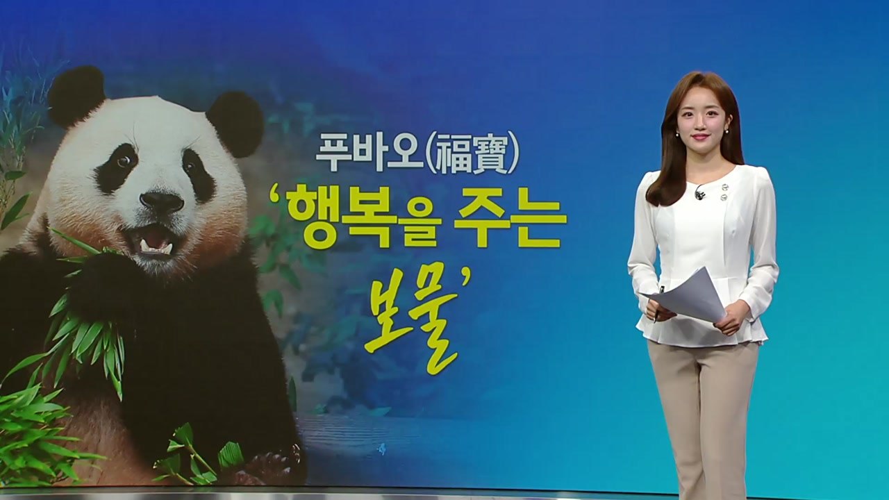 푸바오, 안녕...내년 3월 쯤 중국 돌아갈 듯 [앵커리포트] / YTN