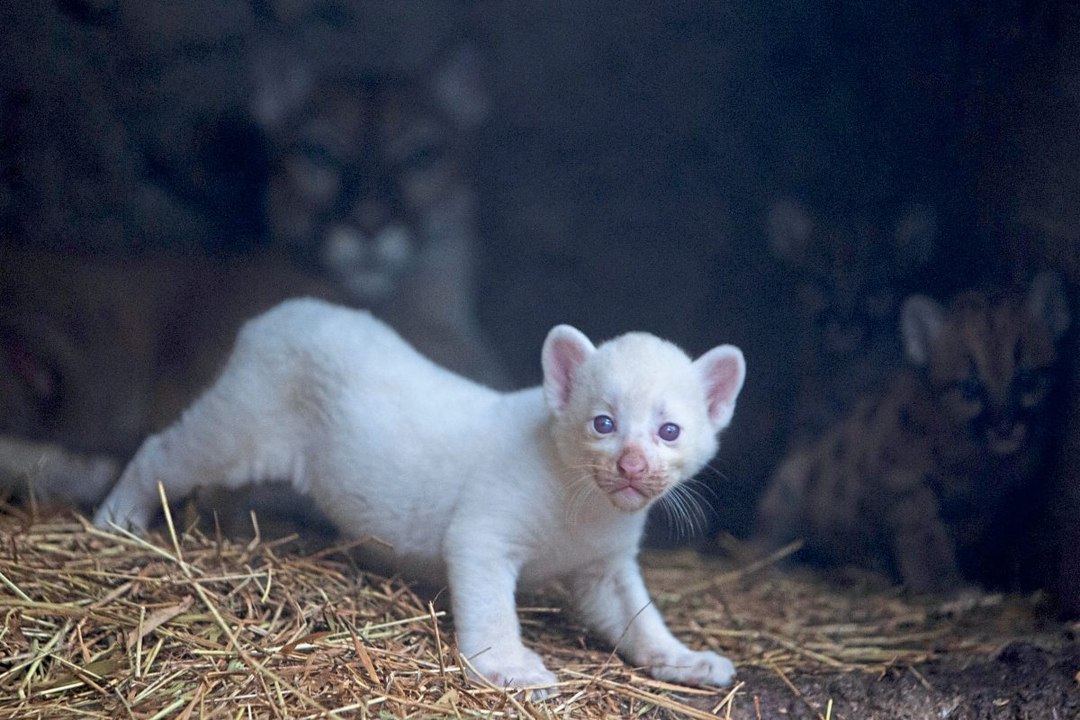 Seltener Albino-Puma in Zoo in Nicaragua geboren