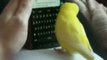 Parrot sending Whatsapp messages funny video