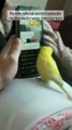 Parrot sending Whatsapp messages funny video