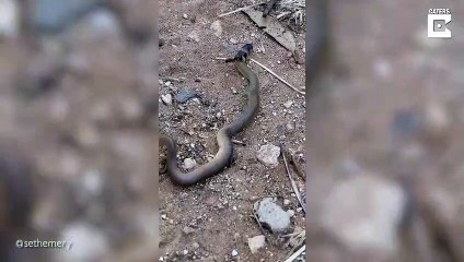 Une fourmi géante s'en prend à un serpent