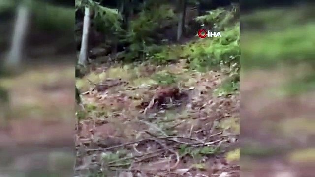 Nesli tükenme tehlikesinde olan vaşak ile karşılaştı, sohbeti gülümsetti