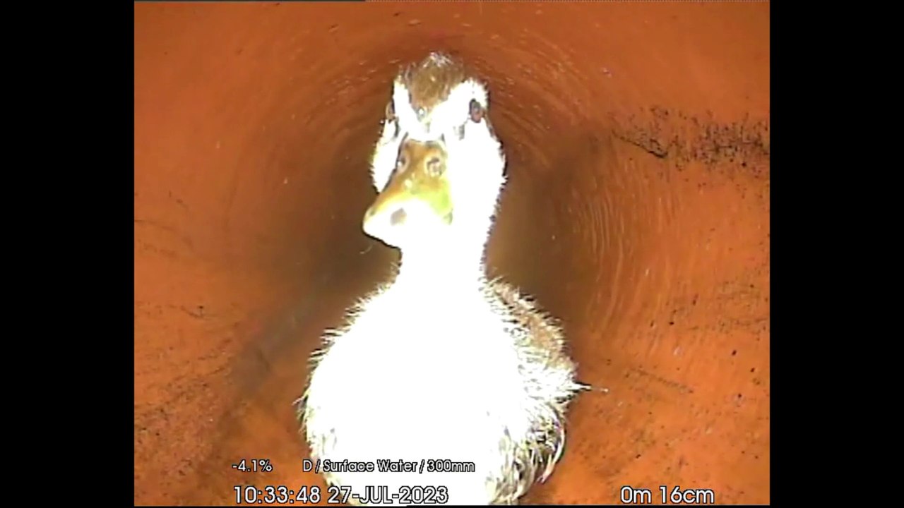 Inspection finds water pipe blocked by duckling