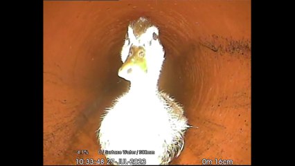 Inspection finds water pipe blocked by duckling