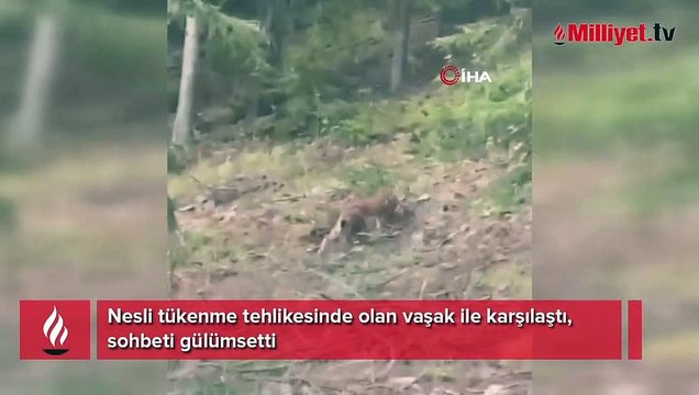 Nesli tükenme tehlikesinde olan vaşak ile karşılaştı, sohbeti gülümsetti