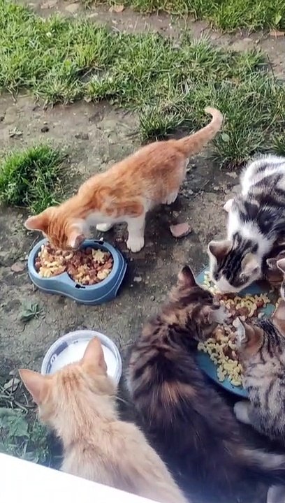 Communauté Féline Errante en DANGER EUTHANASIE. Contribuez à leurs Sauvetages en soutenant l'association Tends Nous la Patte  de Peyrat de Bellac 87