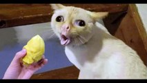 Funniest Cats and Dogs  - Funny Animal Videos #140---أطرف القطط والكلاب