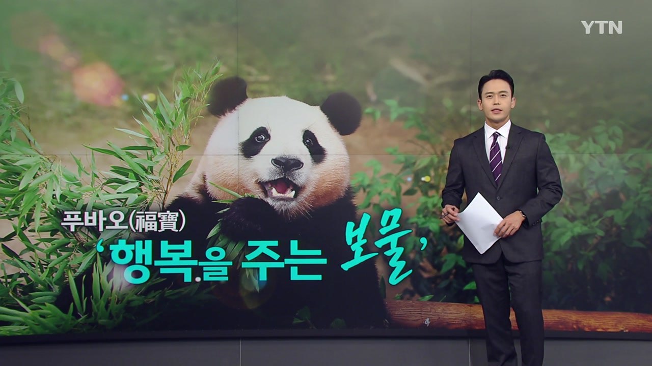 귀환 협의 시작한 푸바오...내년에 중국으로 떠나나 [앵커리포트] / YTN