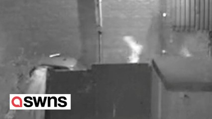 SOUND ON: CCTV captures moment a tiny chihuahua's barks scared off would-be car thieves