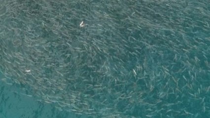 A close-ordered school of mullet fish swimming near the ocean surface *Incredible Happening*