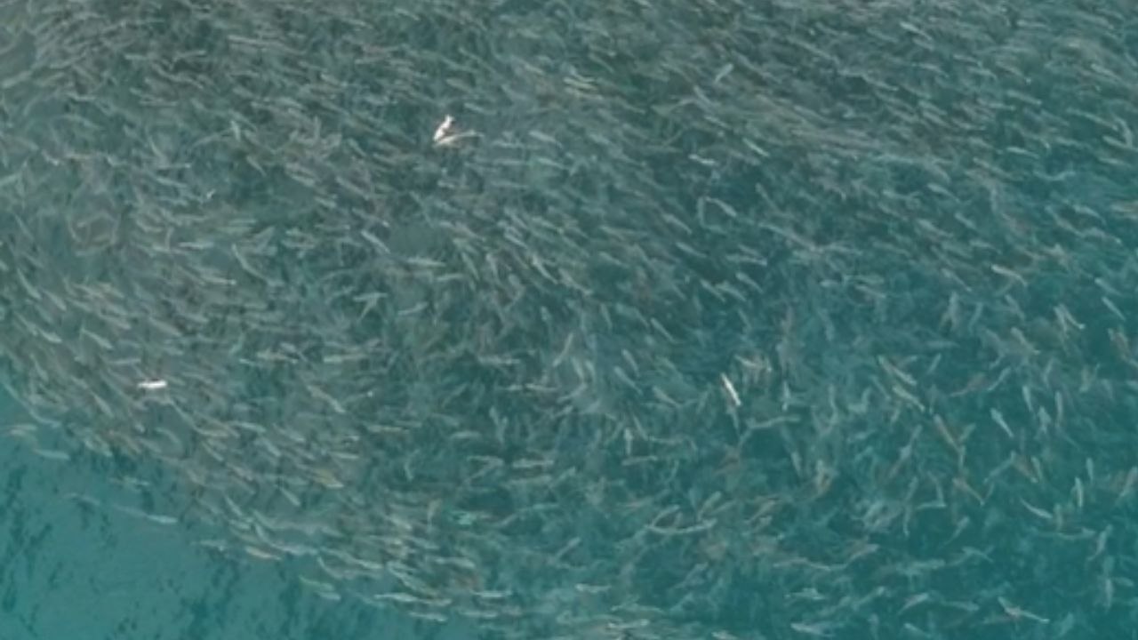 A close-ordered school of mullet fish swimming near the ocean surface ...