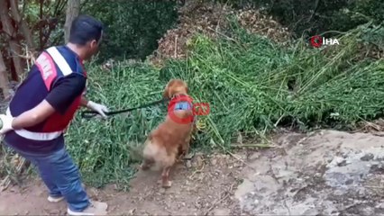 Yer Aydın: Baba ve oğlu, bir ton uyuşturucu ile yakalandı