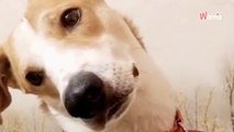 Un chien écoute une conversation au téléphone et une voix le surprend : 6,6M de personnes sont sous le charme (vidéo)