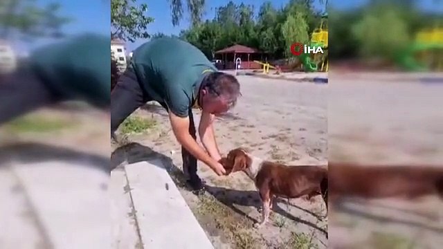 Hayvansever vatandaş sıcaktan bunalan köpeğe su içirdi