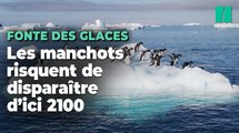 Des milliers de poussins déjà décimés, les manchots pourraient disparaître à cause du changement climatique