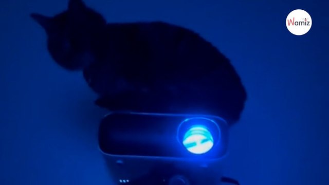 Après avoir tout tenté pour réveiller ses maîtres, ce chat invente une nouvelle technique machiavélique (vidéo)