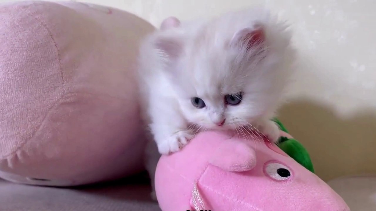 Baby Cat ❤ Cute and Funny Cat Videos Compilation 2023