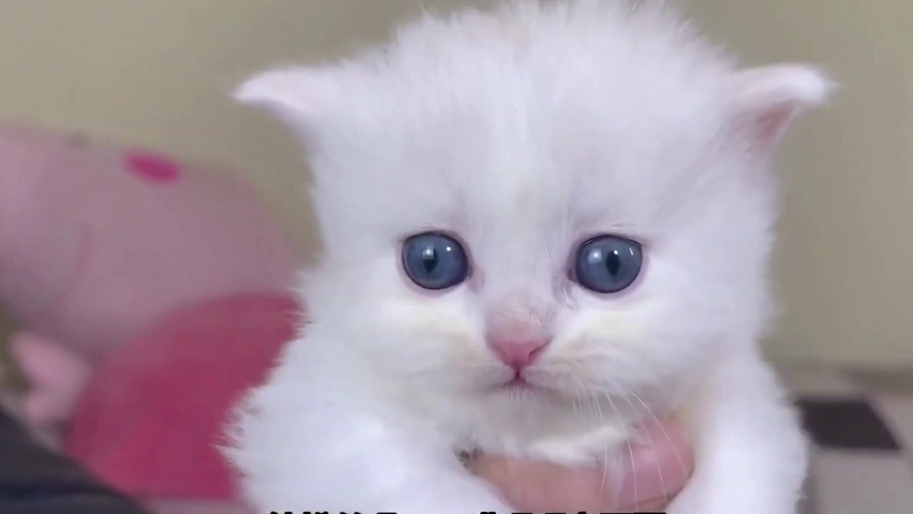 Baby Cat ❤ Cute and Funny Cat Videos Compilation 2023