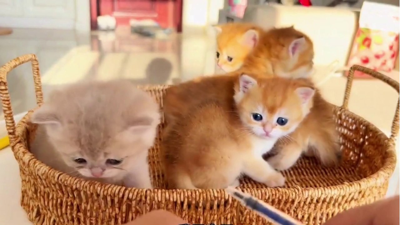 Baby Cat ❤ Cute and Funny Cat Videos Compilation 2023