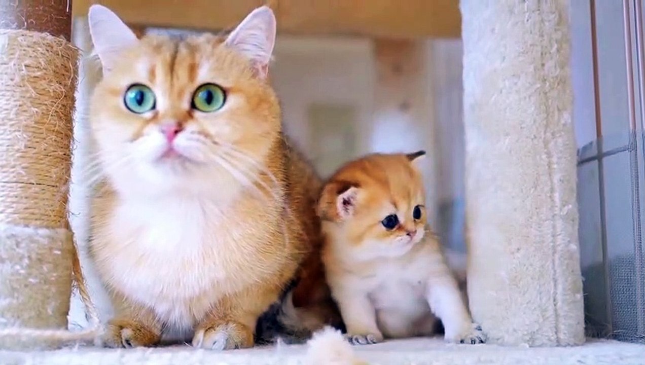 Baby Cat ❤ Cute and Funny Cat Videos Compilation 2023