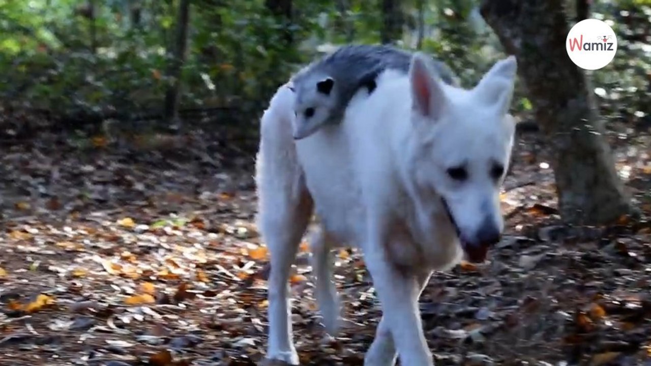 Ce chien et cet opossum deviennent les meilleurs amis du monde : 4M de personnes ont les larmes aux yeux (Vidéo)