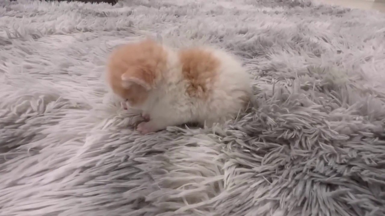 Baby Cat ❤ Cute and Funny Cat Videos Compilation 2023