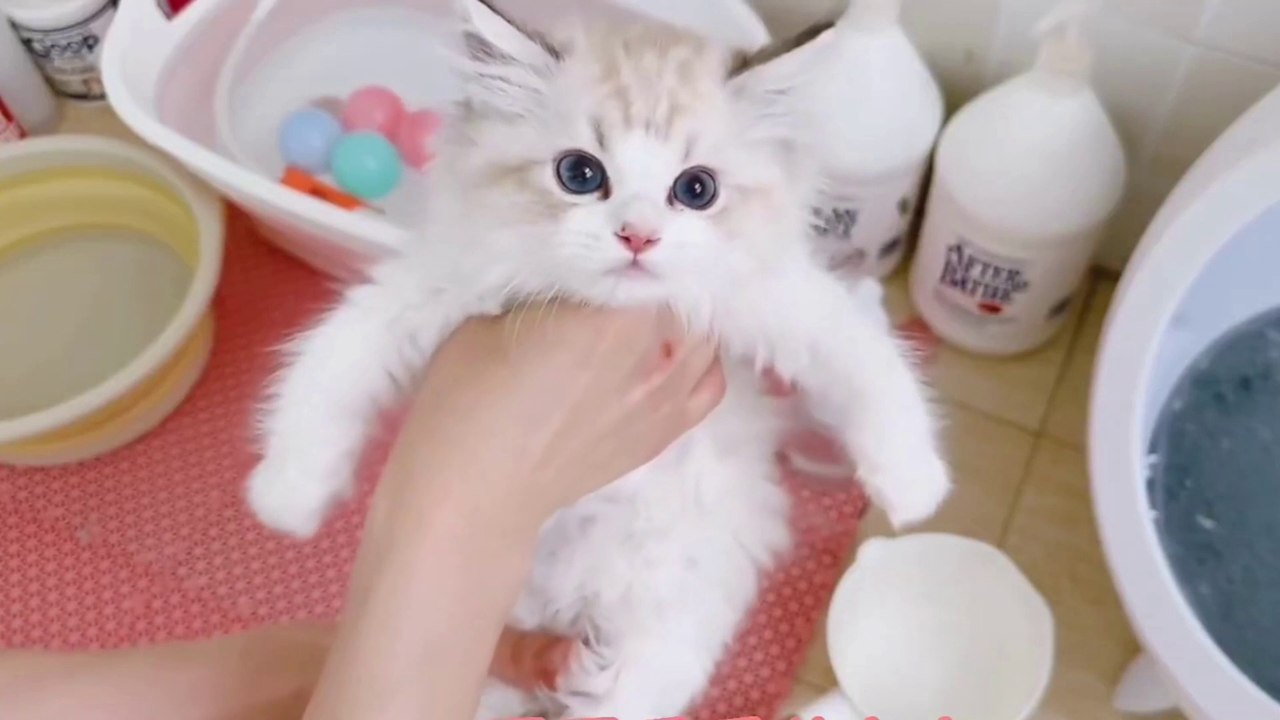 Baby Cat ❤ Cute and Funny Cat Videos Compilation 2023