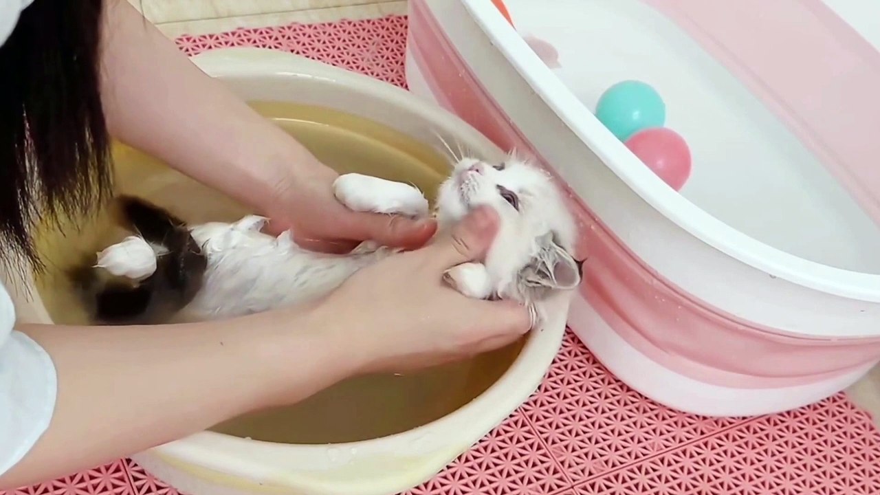 Baby Cat ❤ Cute and Funny Cat Videos Compilation 2023