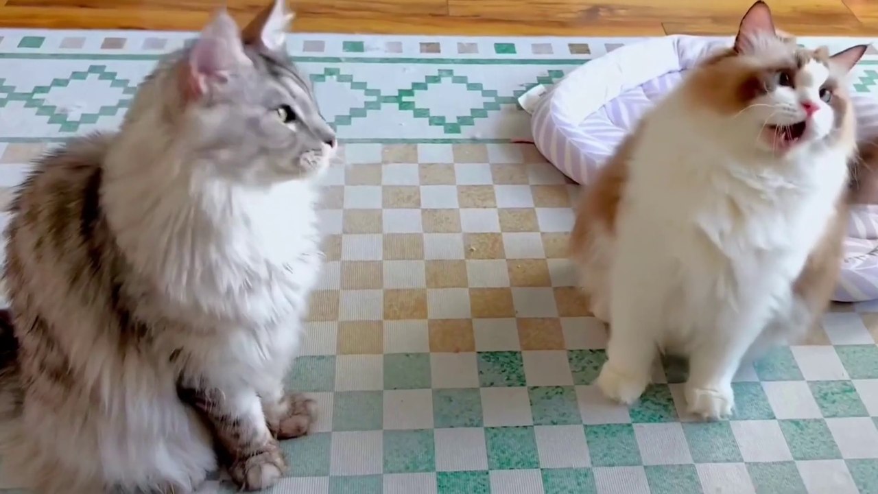 Baby Cat ❤ Cute and Funny Cat Videos Compilation 2023