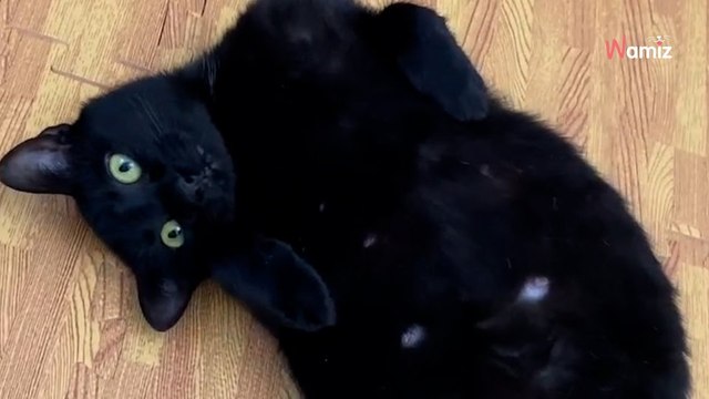 Une chatte errante met au monde sept bébés : une femme lui vient en aide pour sauver deux de ses petits