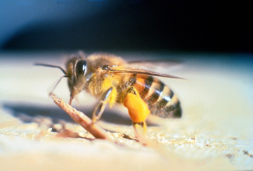 D'où vient cette « abeille tueuse » qui a fait un mort en Guyane ?