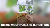 Come moltiplicare il Pothos