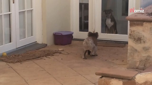 Ce chien rencontre un koala pour la première fois de sa vie et sa réaction est adorable ! (Vidéo)-index