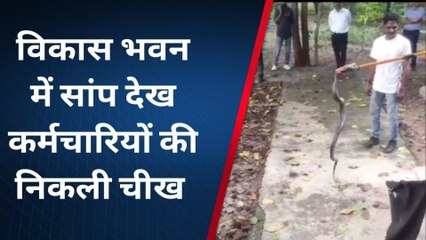 बागपत: डीएम के &#039;ऑफिस&#039; में फन फैलाए बैठा था कोबरा, मच गया हड़कंप