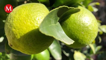 El precio del limón comienza a sufrir el impacto de las extorsiones