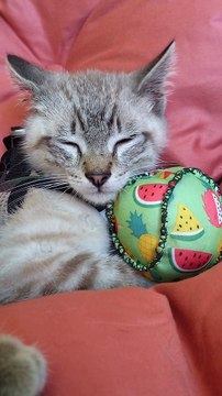 Talyss de Tends Nous la patte, est un chaton souffrant d'un syndrome cérébro-spinal suite à ce qu'il a été secoué par un chien, de plus est aveugle. Sans notre intervention, il n'aurait pu survivre dans cette vie d'errance où il est né.