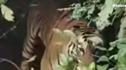 శ్రీకాకుళం జిల్లా: పెద్దపులి కలకలం... భయంతో జనం