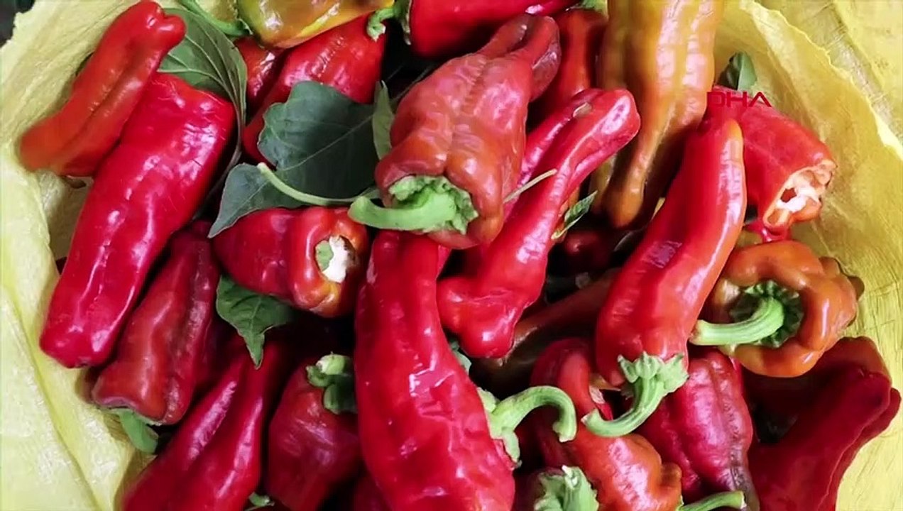 Şanlıurfa'da Biber Hasadı Sonrası İsot ve Salça Üretimi