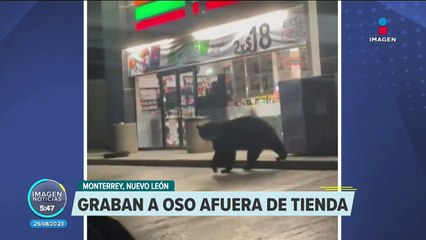 Captan a oso afuera de una tienda de conveniencia en Monterrey