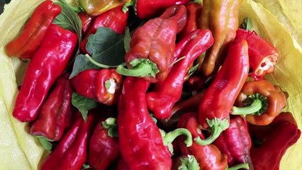 Production d'isot et de concentré de tomate après la récolte du poivre à Şanlıurfa