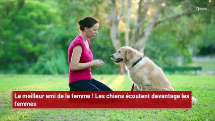 Le meilleur ami de la femme ! Les chiens écoutent davantage les femmes !